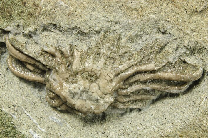 Fossil Crinoid (Dizygocrinus) - Warsaw Formation, Illinois #269773